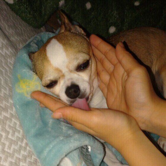 チワワのすずめちゃん♪