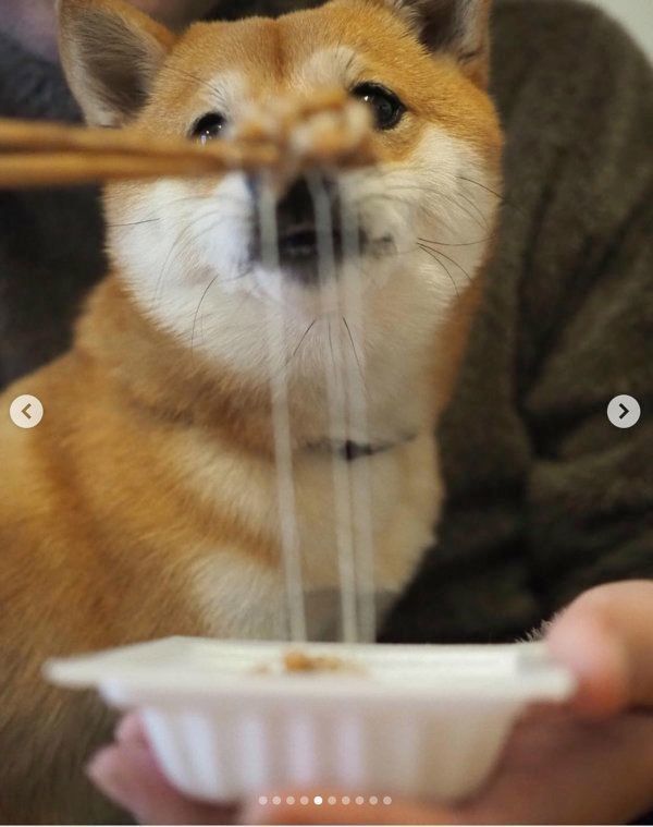 納豆を食べる豆柴