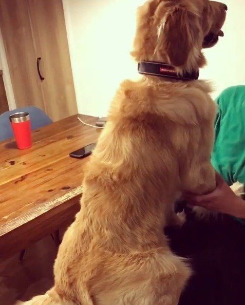 マッサージしてもらう犬