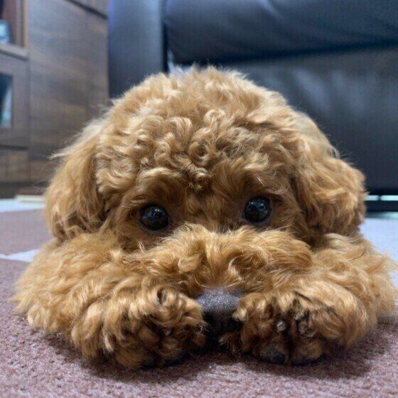 小型犬との暮らしに適した住環境のポイントを獣医師に聞いてみた いぬのきもち