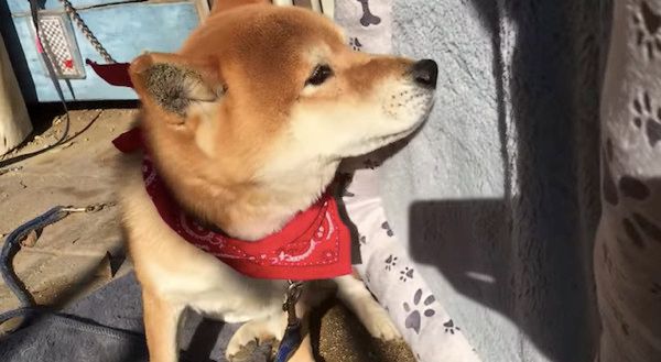 新しいマットを受け入れる柴犬