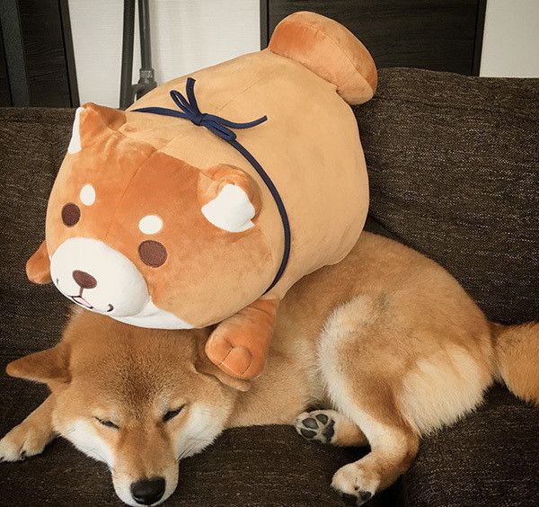 忠犬もちしばと柴犬