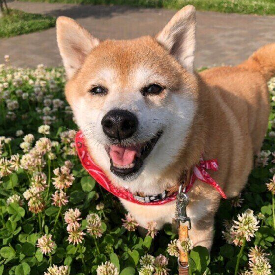 愛犬のおしっこを採る方法 正しい検査をするために獣医師が解説 いぬのきもち