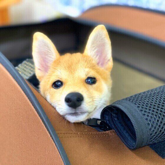 おめめウルウルな柴