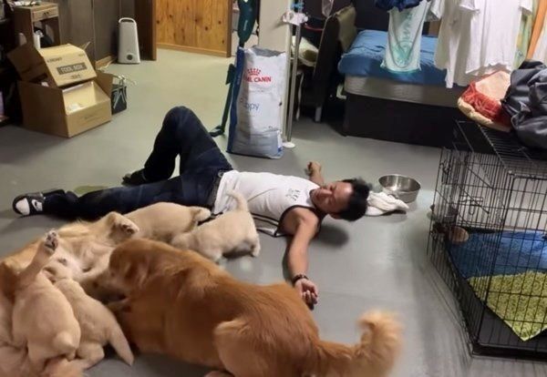 飼い主さんとじゃれるゴールデン・レトリーバー