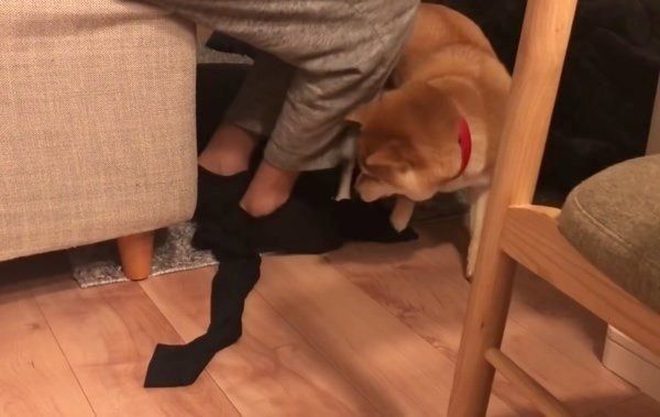 ヒートテックを奪う柴犬