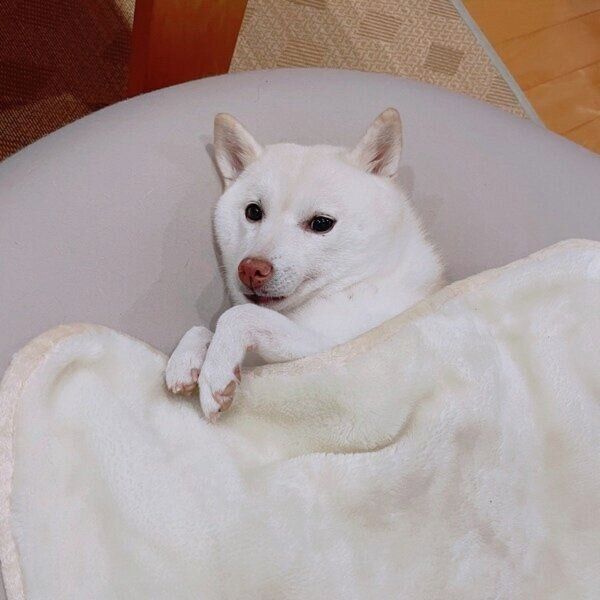 毛布で眠るゆきちゃん