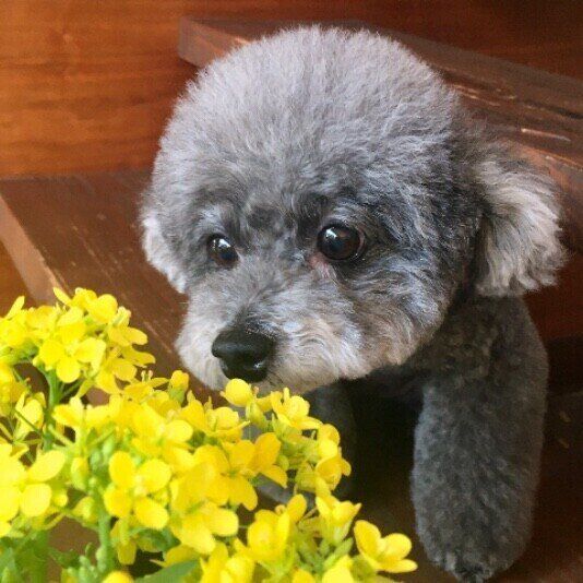 トイ・プードルのプレアちゃん