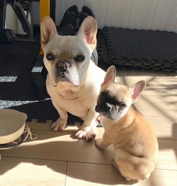 見つめる小次郎くんと高虎くん