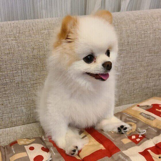 オスワリするポメラニアン