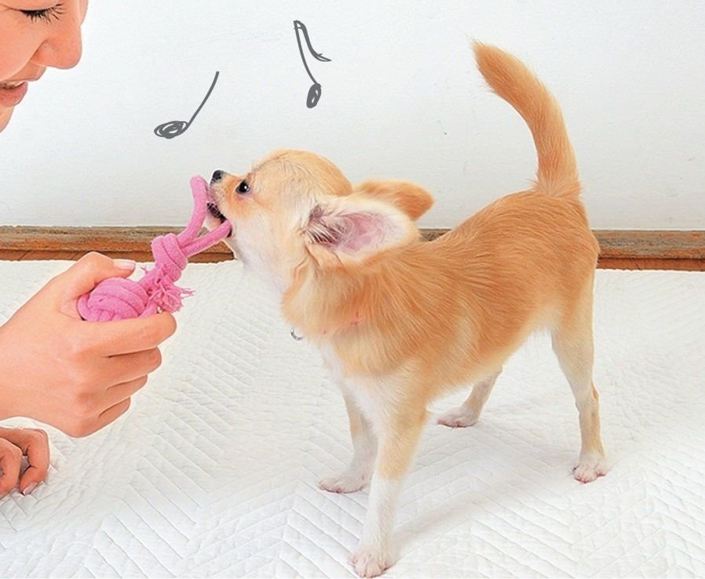 するだけ で犬が吠えなくなる 意外な3つのこととは いぬのきもちweb Magazine するだけ で犬が吠えなくなる 意外な3つのこととは いぬのきもちweb Magazine