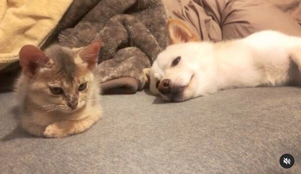 眠たい麦くんと、遊びたいラテちゃん