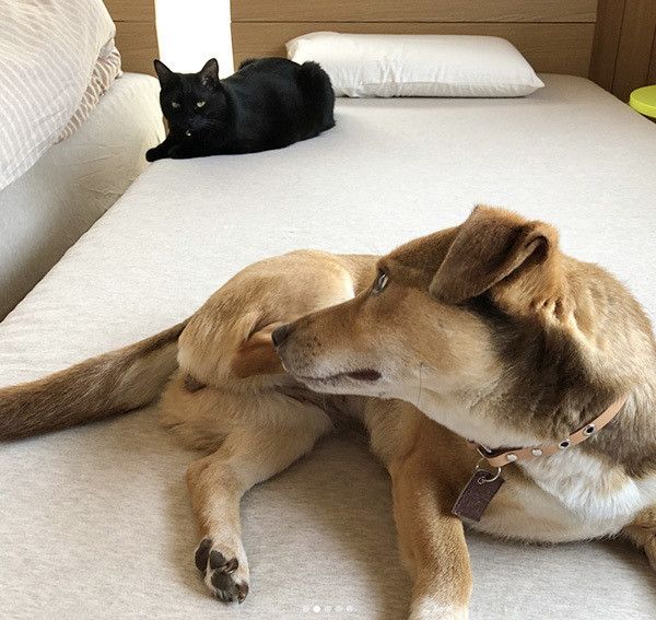 見つめ合う犬と猫