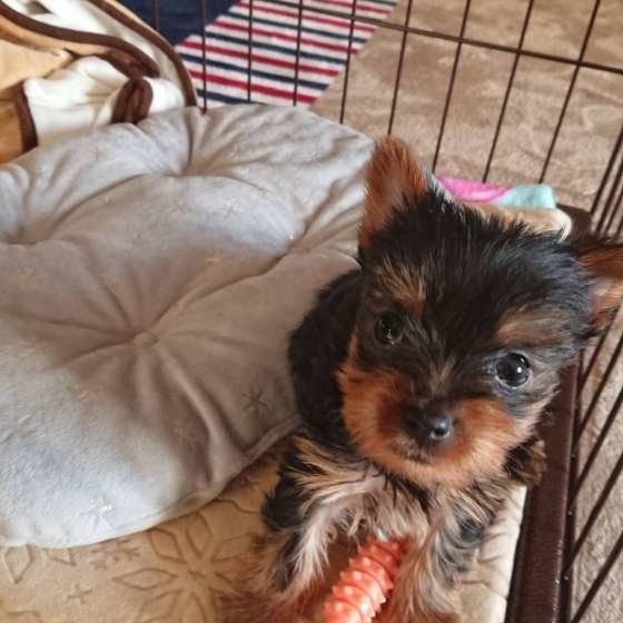 ヨークシャー・テリア