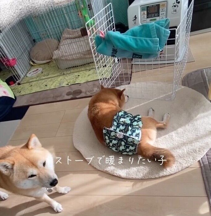 ストーブの前であたたまりたいこむぎちゃん、いなりくん