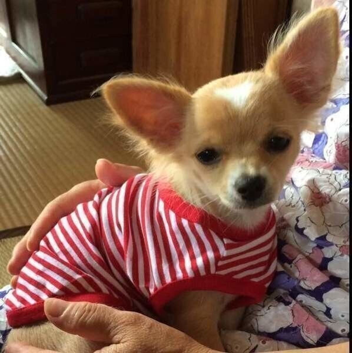 獣医師監修 犬の涙やけの対処 実際改善した飼い主さんがしたこと いぬのきもちweb Magazine 獣医師監修 犬の涙やけの対処 実際改善した飼い主さんがしたこと いぬのきもちweb Magazine