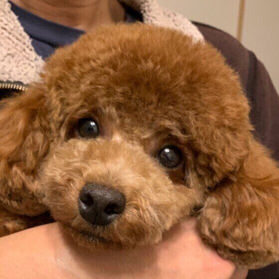 見つめるトイ・プードル