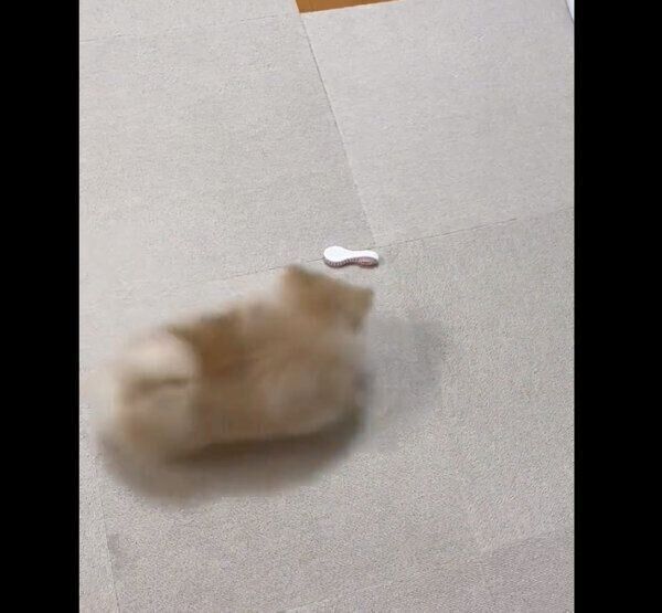 新入りおもちゃを完全に包囲するなごみちゃん