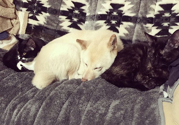 横並びに寝る犬と猫