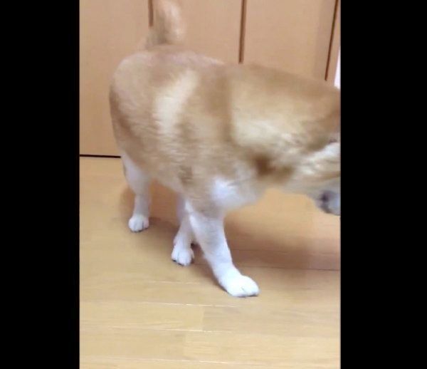 ジャーキーをくわえる柴犬・ロペさん