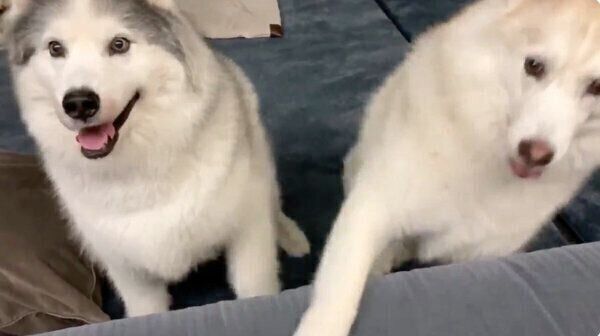 フィスくんとグーちゃん