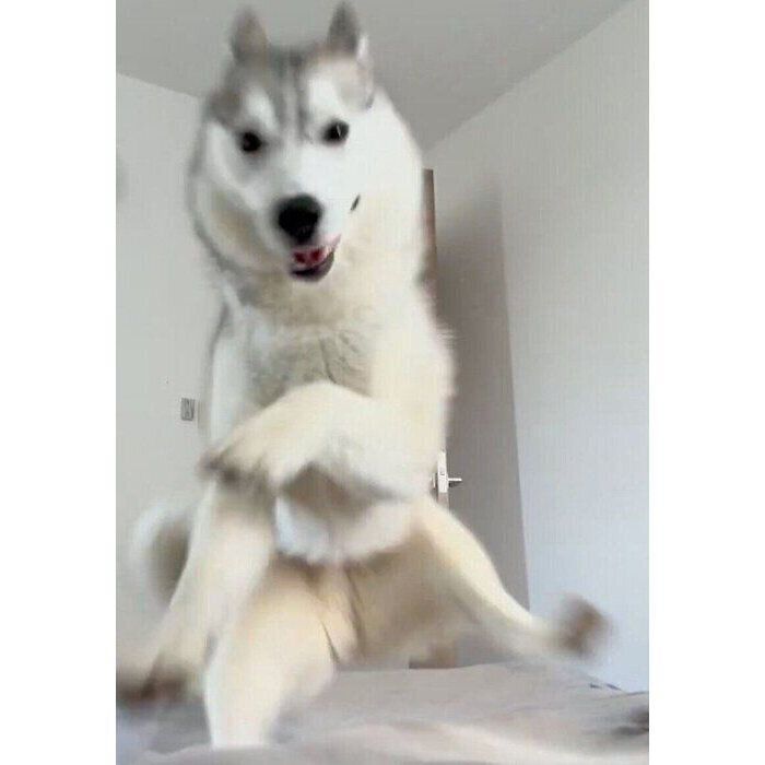 飼い主さんを雑に起こす珀くん