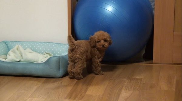 バランスボール