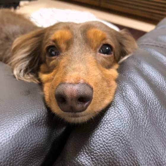 ミニチュア・ダックスフンドのマロンちゃん