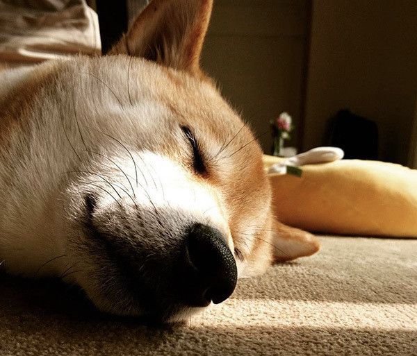 眠る柴犬