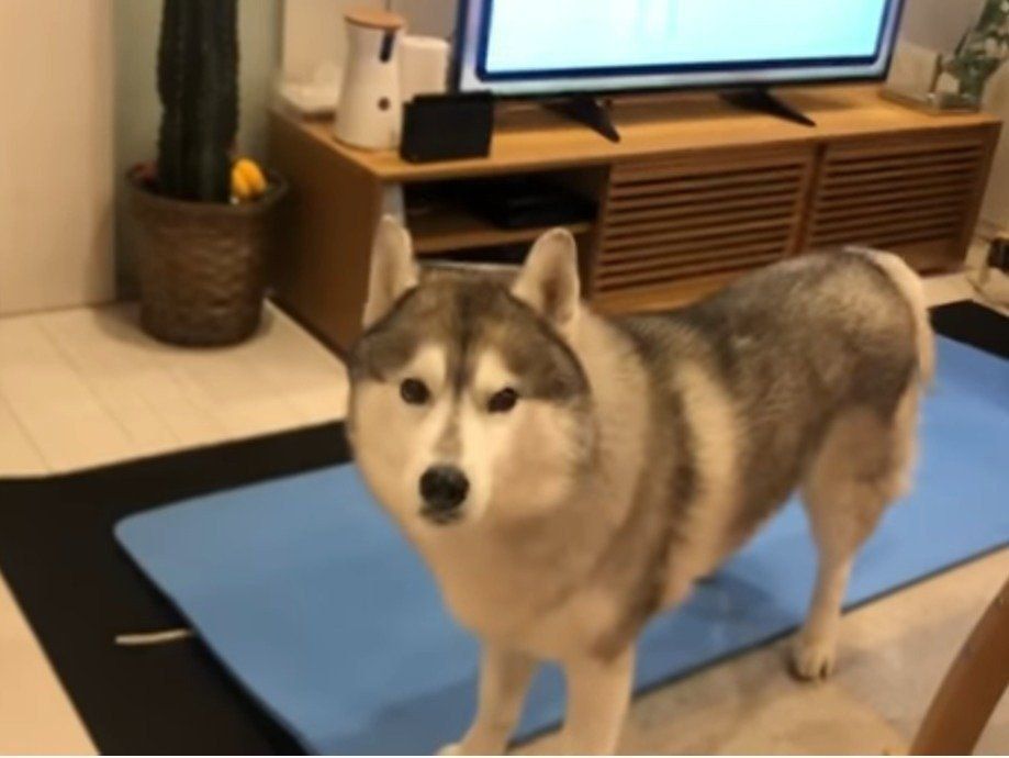 こちらを見つめる犬