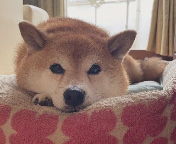 冬のえまちゃん