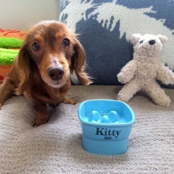 犬の早食い防止食器の使い方と注意点  犬が食べにくい食器はどんなアイテム？ いぬのきもち