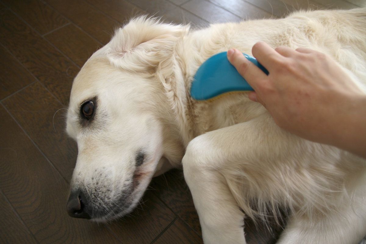 いぬのきもちレポート