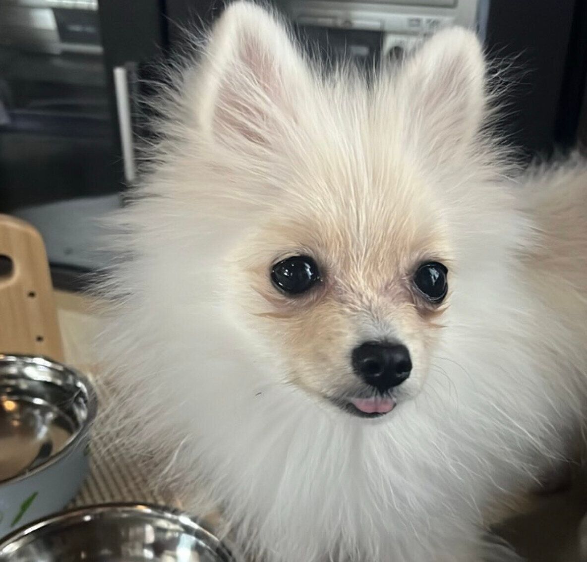 水を飲むめろちゃん