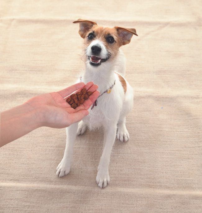 ほめるときやトレーニングのときに与えきれなかったフードは数十粒を何回かに分けて与える、知育おもちゃに入れて与える、ハウスの中に入れて与えるなどしてもOK