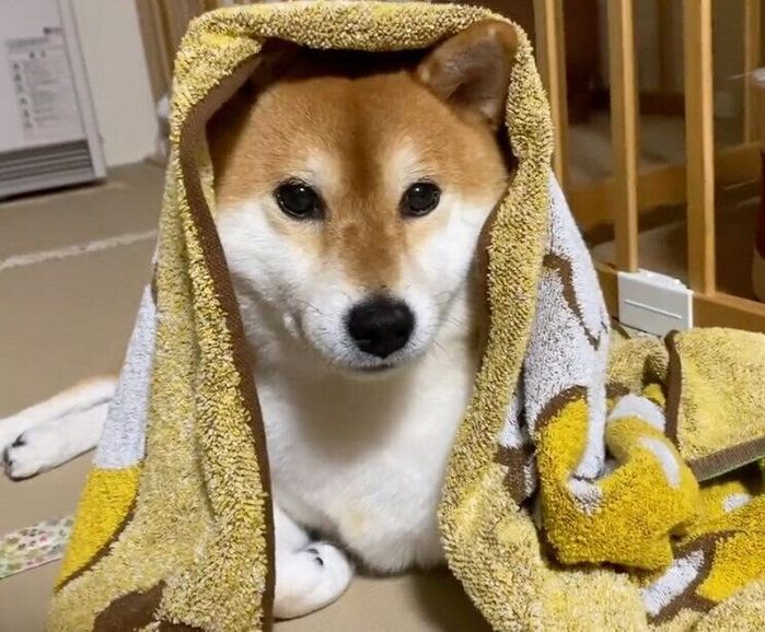 「なんで笑ってるの?」と飼い主さんを見つめるゆきちゃん