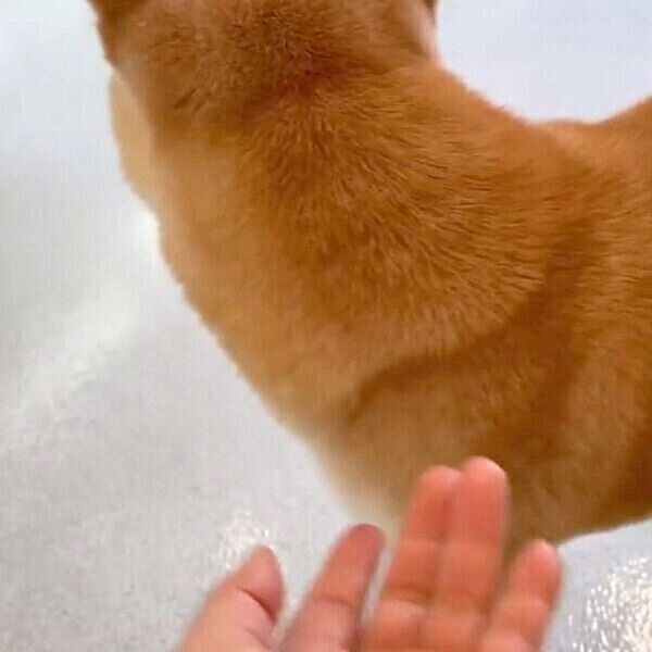 トリマーさんのことを気にするあんずちゃん