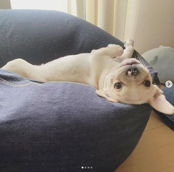 「人をダメにするソファ」でくつろぐみたらしくん