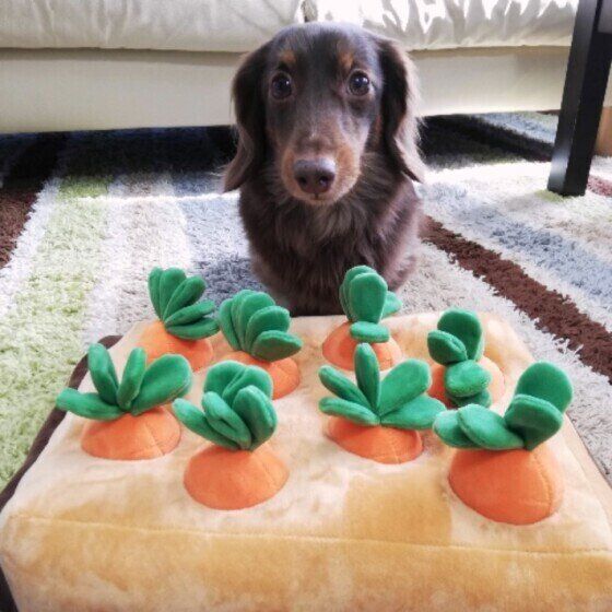 犬と暮らす飼い主さんにありがちな梅雨のお悩みを考える いぬのきもち