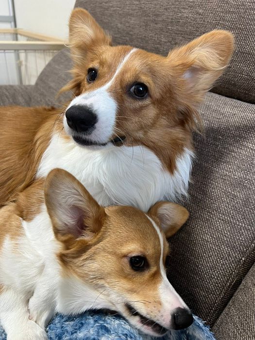 (写真上から)先住犬・ブランちゃん(撮影時、生後10カ月)、シフォンちゃん(撮影時、生後4カ月)