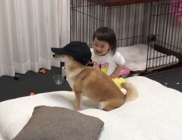 帽子が似合いすぎる柴犬