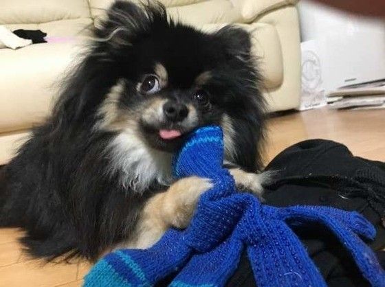 遊ぶポメラニアン