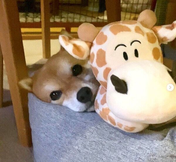 くつろぐコロちゃん