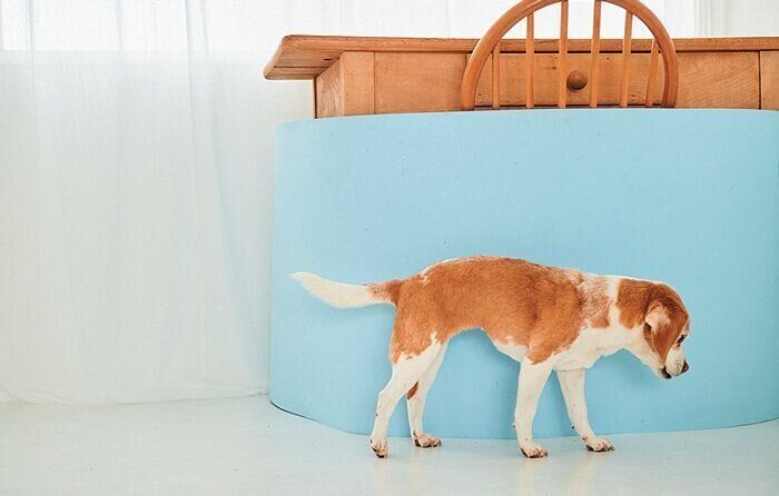 テーブルのまわりを歩く犬