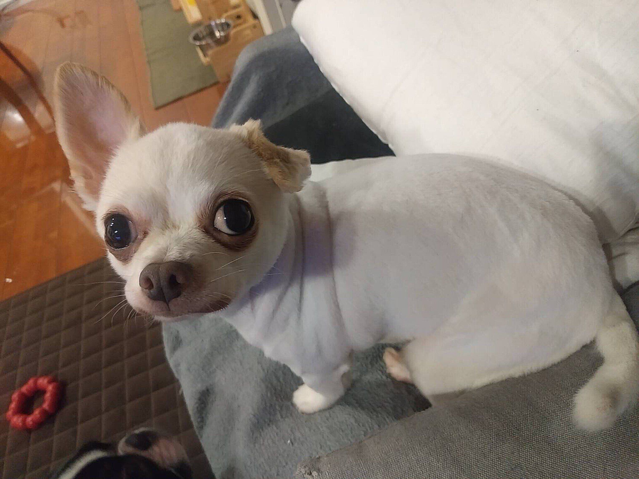 飼い主さんを見上げるたぬ吉くん　穏やかな表情が愛らしい