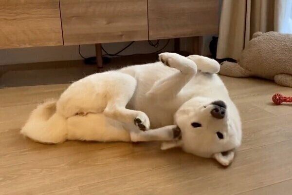 変な体勢で顔を掻くゆきみちゃん