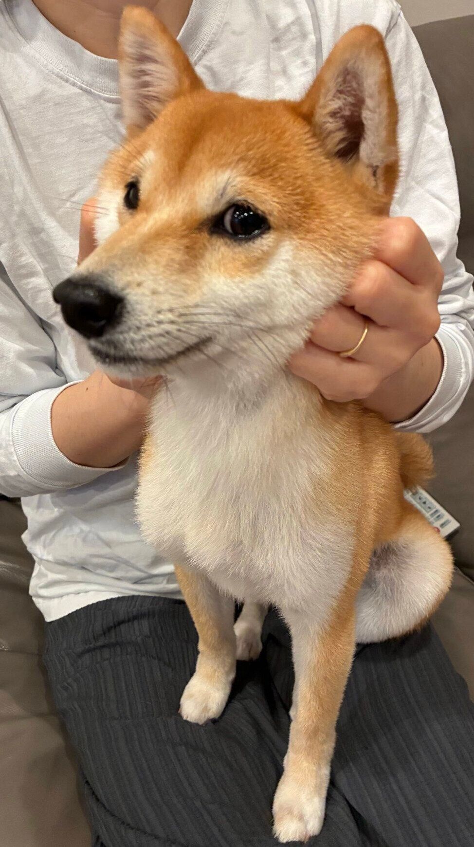 マッサージされて嬉しそうなちっくん
