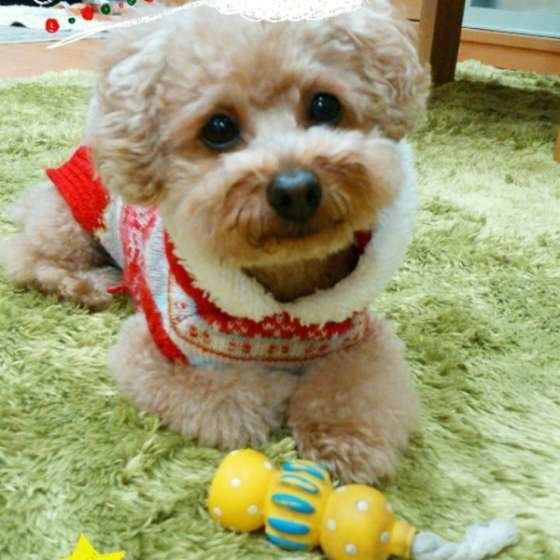 おもちゃで遊ぶトイ・プードル