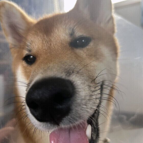 むぎまるくんの鼻アップ