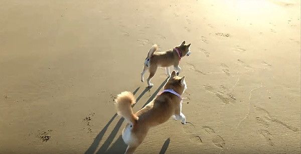 海辺を散歩する柴犬